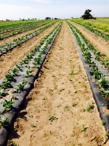 Strawberry Fields!