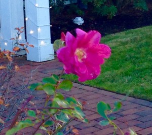 New Blooms in November