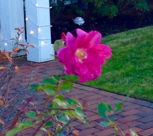 New Blooms in November