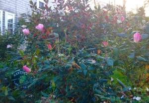 Autumn Roses!