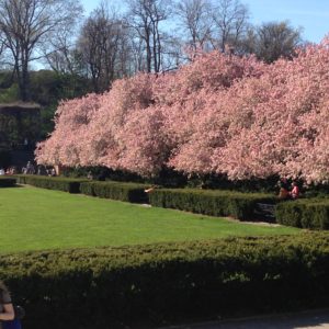 Spring arrives NYC