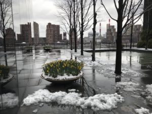 Daffodils and snow